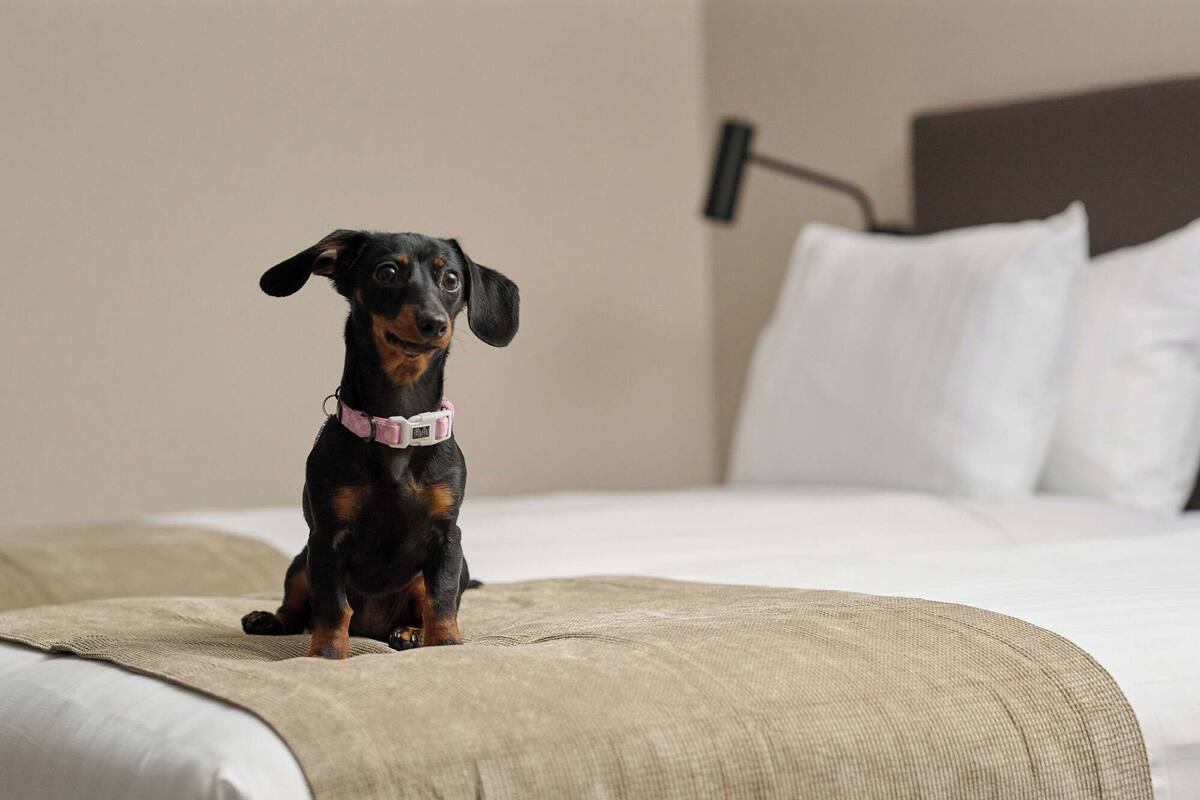A small black and tan dog sitting on a bed with a white pillow and a beige blanket.
