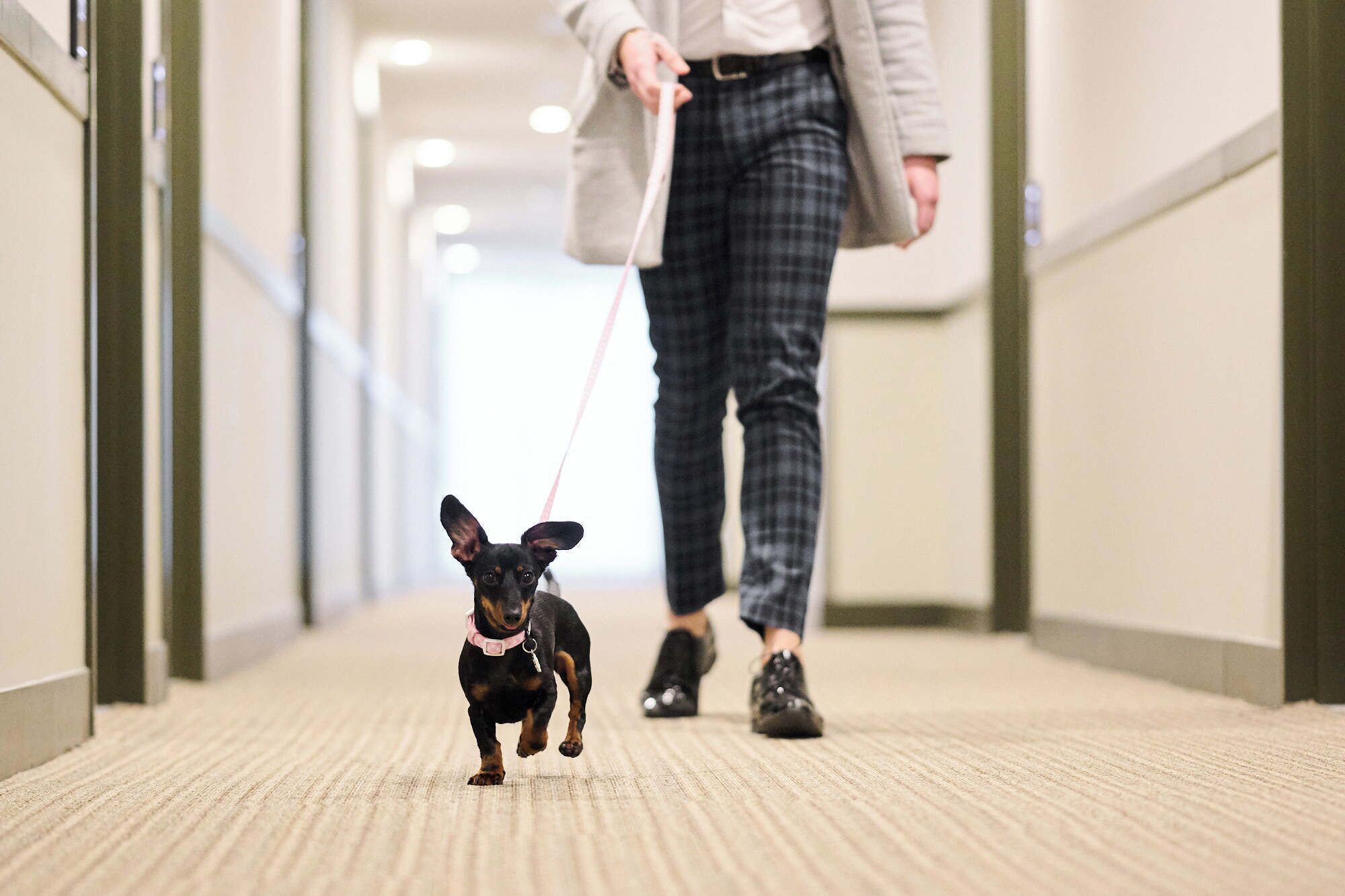 A person walking a dog down a carpeted hallway with a light-colored floor and a green railing on one side.