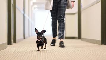 A person walking a dog down a carpeted hallway with a light-colored floor and a green railing on one side.