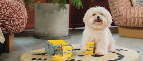 A small, fluffy dog sitting on a rug with a few boxes and a plant in the background.
