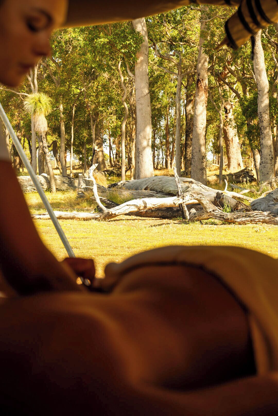 A person sitting on a chair with a view of a forested area with trees and a fallen log.