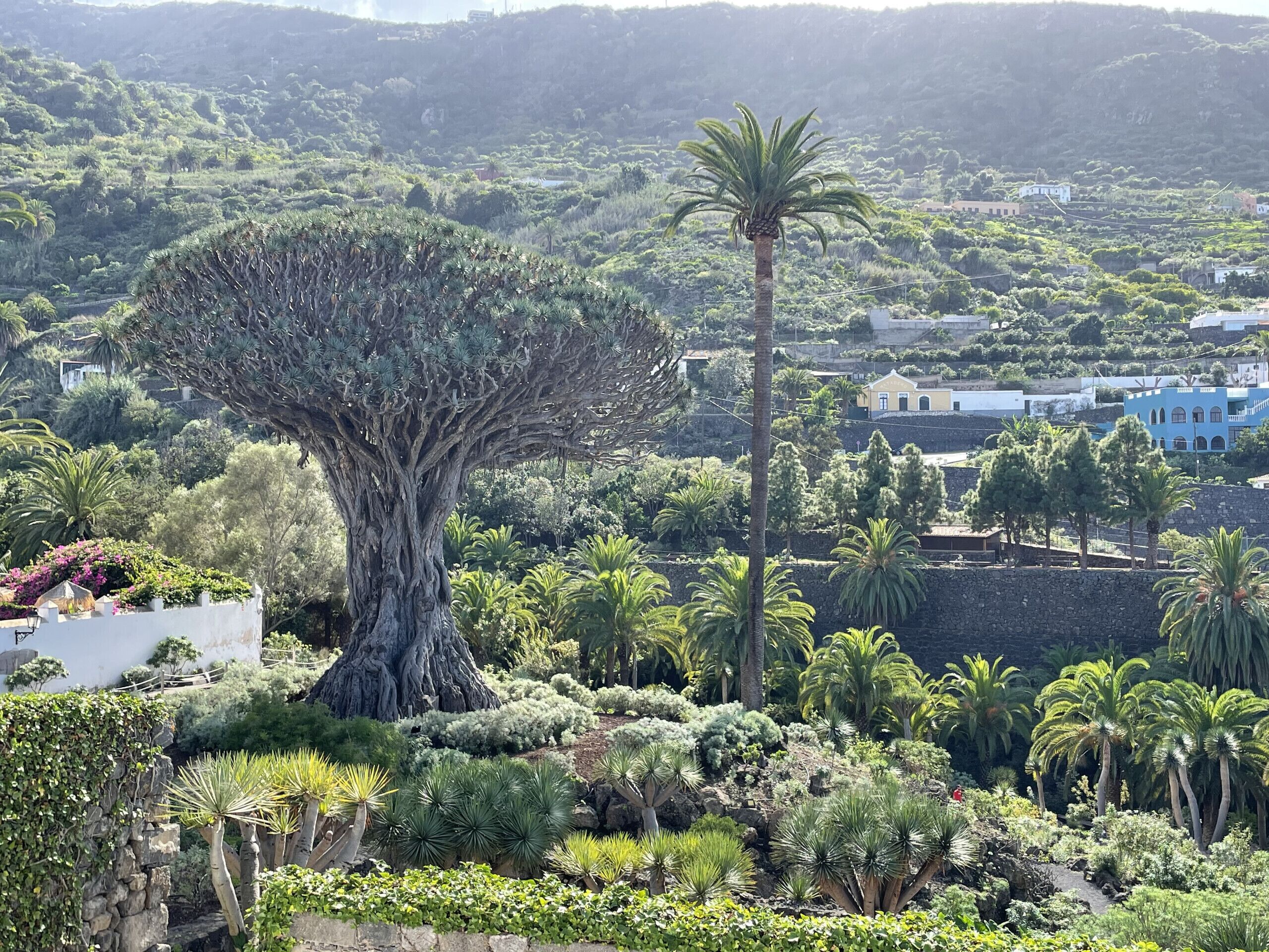 A large tree in a landscaped garden with a view of a hillside and buildings in the background.