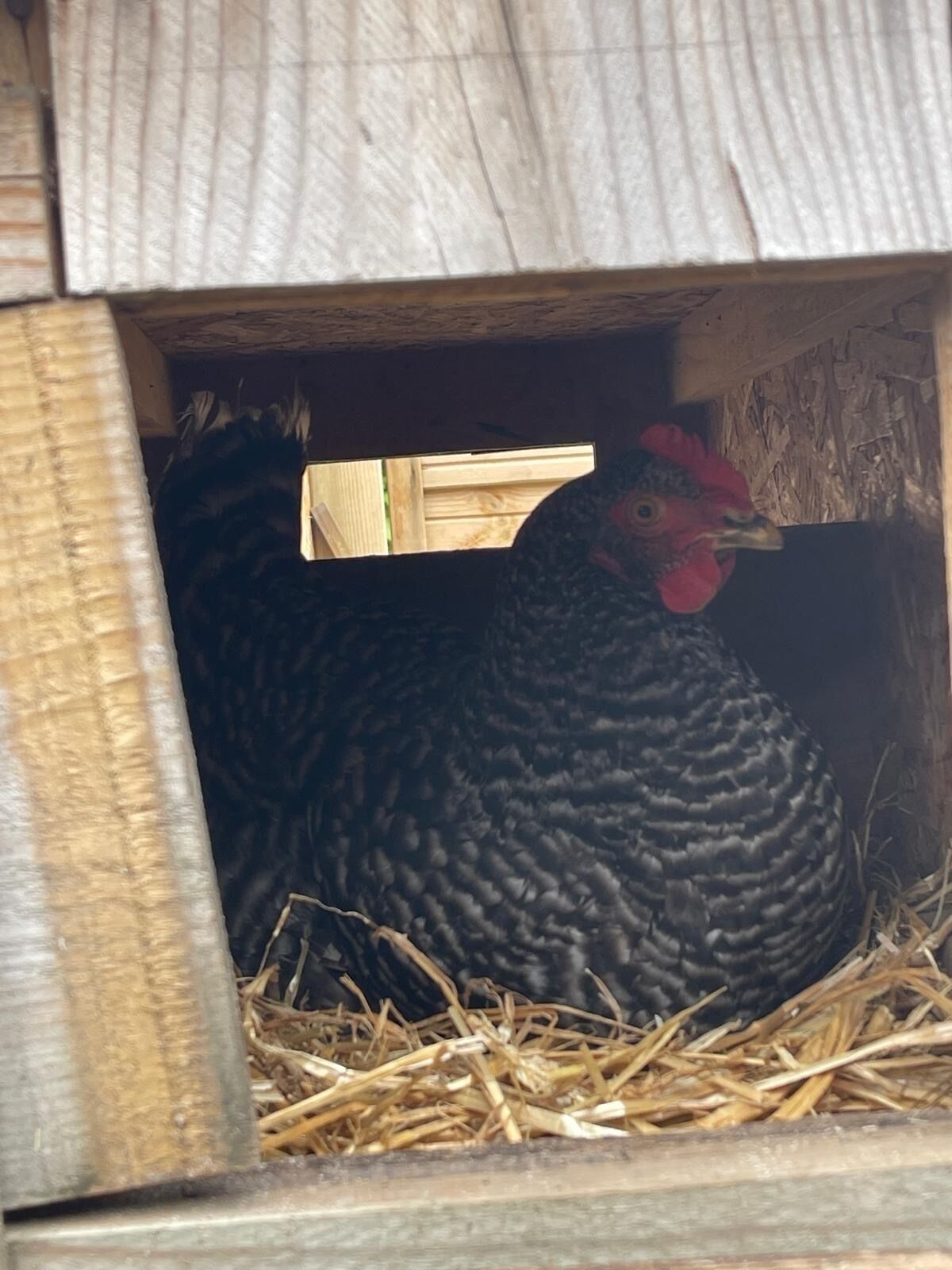 A wooden chicken coop with a red-feathered chicken inside.