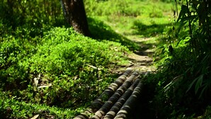 A pathway leading through a lush green area with a building in the background. - Ayurguru ayurvedic kalari Resort (Sulthan Bathery)