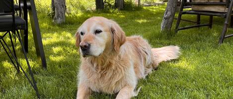 A golden retriever lying on a grassy lawn with a hammock and a wooden bench in the background.