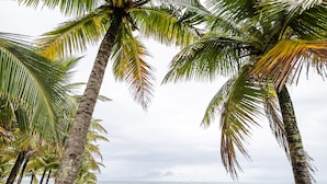 A beach with palm trees and a view of the ocean. - Make Some Memories at This Unique Place (Praia Grande)