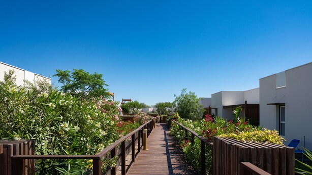 Ein Holzweg schlängelt sich durch einen Garten voller Pflanzen und Blumen.