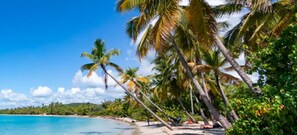 Relax on the beach surrounded by palm trees and enjoy the calm sea.
