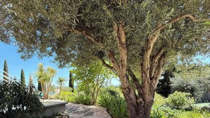 A garden pathway with stepping stones, surrounded by various plants and trees. - Gîte la Majorelle T3 de 92 m² + Terrasses, Jardin (Saint-Guiraud)