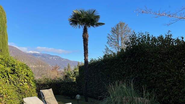 A garden with a palm tree, a hedge, and a chair.