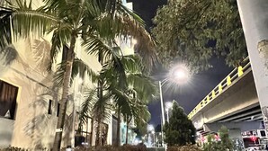 Ein städtischer Weg bei Nacht, gesäumt von Palmen und einem Gebäude mit beleuchteten Fenstern.