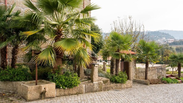 A cobblestone courtyard with palm trees, stone walls, and a view of a distant town.