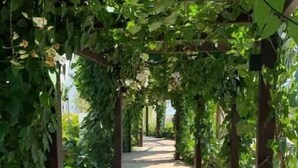 A pathway under a pergola covered with green foliage. - Cisco's Place (Santiago de los Caballeros)