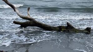 Una playa con un árbol caído en primer plano y olas rompiendo sobre la orilla.