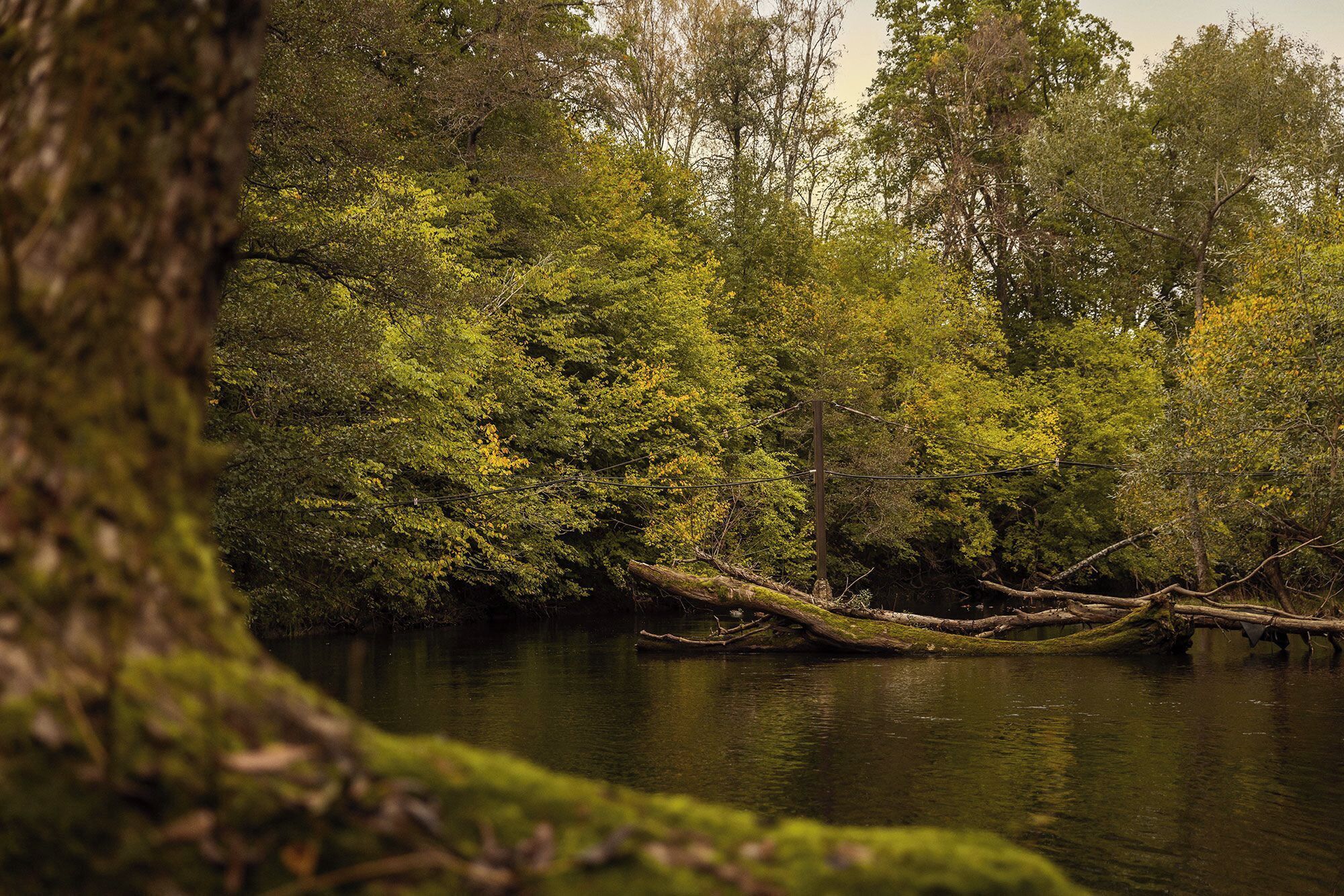 Un paysage naturel avec une rivière, des arbres denses et un tronc d’arbre tombé dans l’eau.