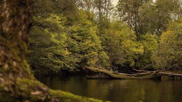 Un paysage naturel avec une rivière, des arbres denses et un tronc d’arbre tombé dans l’eau.