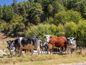 Un troupeau de bovins dans un champ herbeux, avec une clôture et des arbres en arrière-plan.