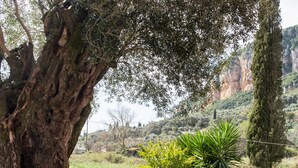 Ein großer Baum mit mächtigem Stamm und dichtem Blätterwerk in einer natürlichen Umgebung, mit einer grünen Wiese und fernen, felsigen Hügeln.
