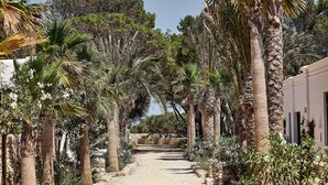 A pathway flanked by palm trees and various plants, leading to a building with a white facade and a stone wall. - Hotel Cap Menorca - Relais & Châteaux (Alayor)