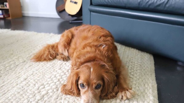 A dog lying on a textured rug in a room with a dark blue sofa and a guitar in the background. - Retro Beach House by HolidayCo. (MACMASTERS BEACH)
