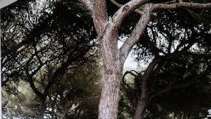 Un área de estar al aire libre con sillas blancas y un árbol grande en el centro.