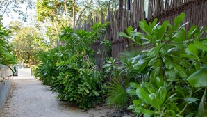 A pathway lined with lush green foliage and a bamboo fence. - Kite Suite 207 (Tulum)