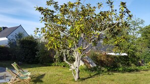 A tree in a yard with a house in the background. - Joli Cottage en Pierres Debouts Dans un Beau Jardin Fleuri Proche Plage (Nevez)