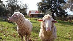 Two sheep in a grassy field with a building in the background.