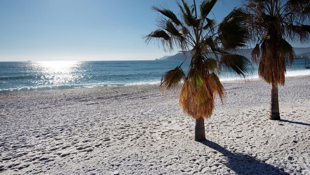 A beach with sand, palm trees, and the ocean.