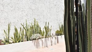 A courtyard with potted cacti and succulents, a white textured wall, and a tiled floor.