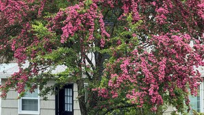 Uma casa com varanda, uma árvore com flores rosa e um banco branco.