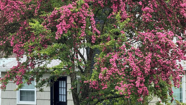 A house with a porch, a tree with pink flowers, and a white bench.
