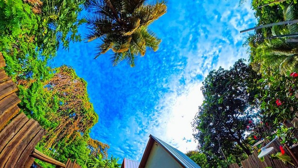 Una casa rodeada de exuberante vegetación y un cielo azul brillante.