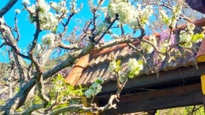 A traditional building with a tiled roof and a wooden structure in the foreground. - Vivelorural El Caminante- Valleseco, private pool (Valleseco)