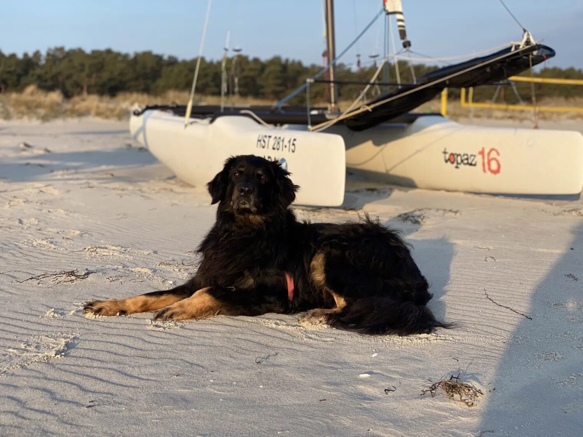 Um cão preto deitado em terreno arenoso, com um veleiro ao fundo.