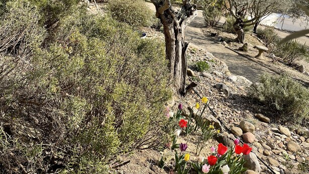 An olive grove with a stone pathway, surrounded by dry vegetation and rocks.