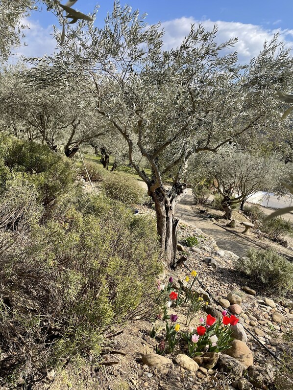 Property grounds - À 30 mn des Gorges du Verdon Gîte au Calme Entouré Doliviers et de Lavandes (Oraison)