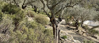 À 30 mn des Gorges du Verdon Gîte au Calme Entouré Doliviers et de Lavandes