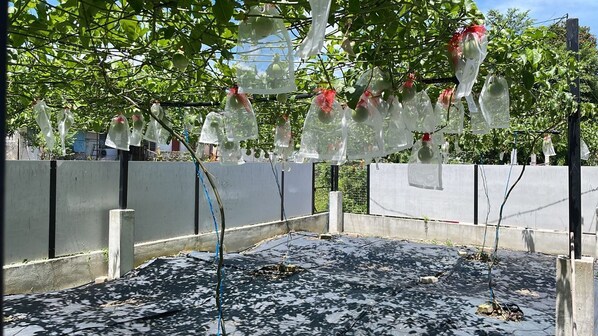 Un jardin sur le toit, agrémenté de jardinières suspendues et doté d’une surface noire.
