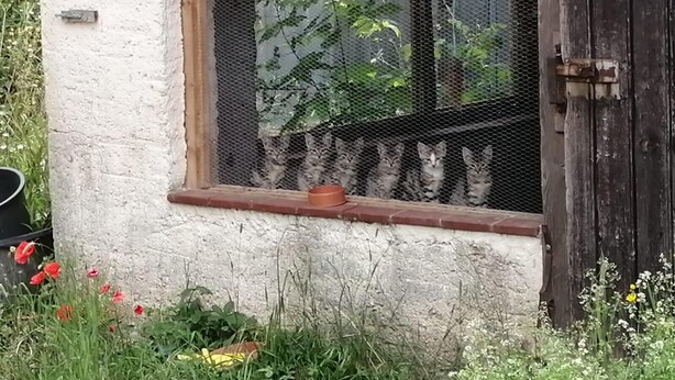 Ein Fenster mit einem Fliegengitter und einem Ziegelbalken.