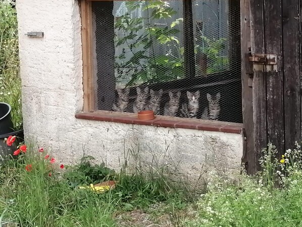 Property grounds - Gartenwohnung im Grünen auf Mühlengelände in der Nähe von Weimar (Am Ettersberg)