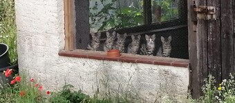 Gartenwohnung im Grünen auf Mühlengelände in der Nähe von Weimar
