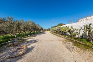 Un sentier pavé, bordé de cactus et d’oliviers, qui mène à un mur blanc.