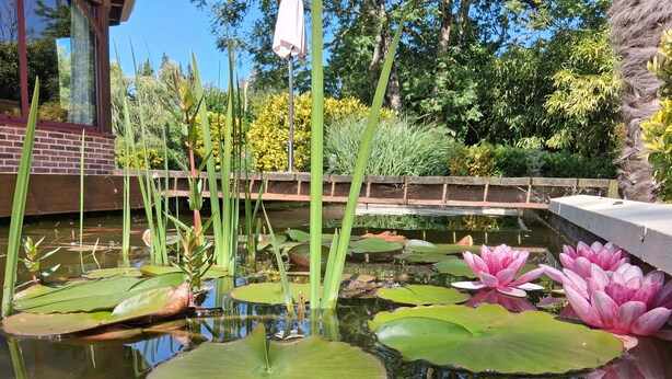 A pond with lily pads and water lilies, surrounded by various plants and trees.