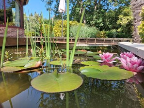 A pond with lily pads and water lilies, surrounded by various plants and trees.