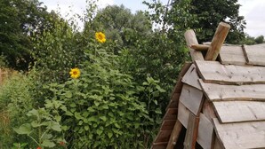 A rustic wooden structure with a sloped roof, surrounded by lush greenery and a sunflower.