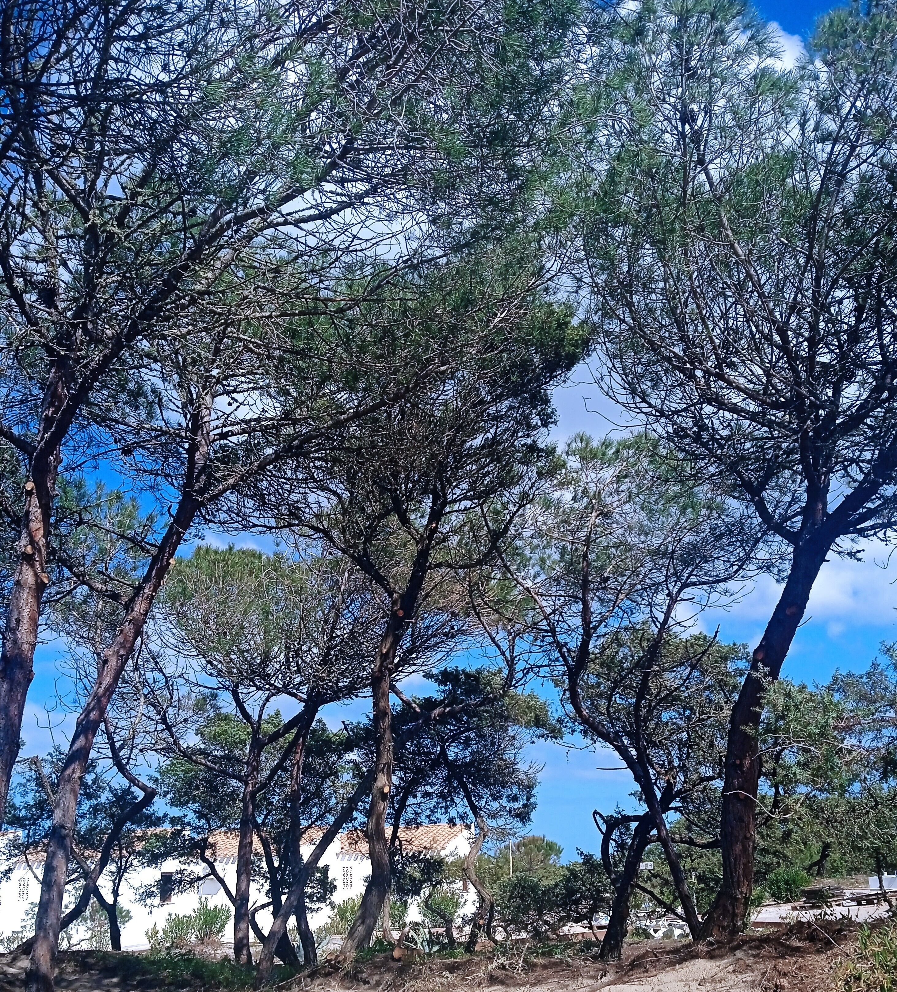 Un groupe dense d’arbres se dresse sur fond de ciel bleu clair.