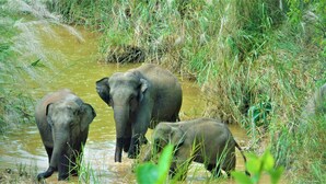 Three elephants in a natural water setting surrounded by tall grass. - Mango Tree Lodge (Thakudwara)