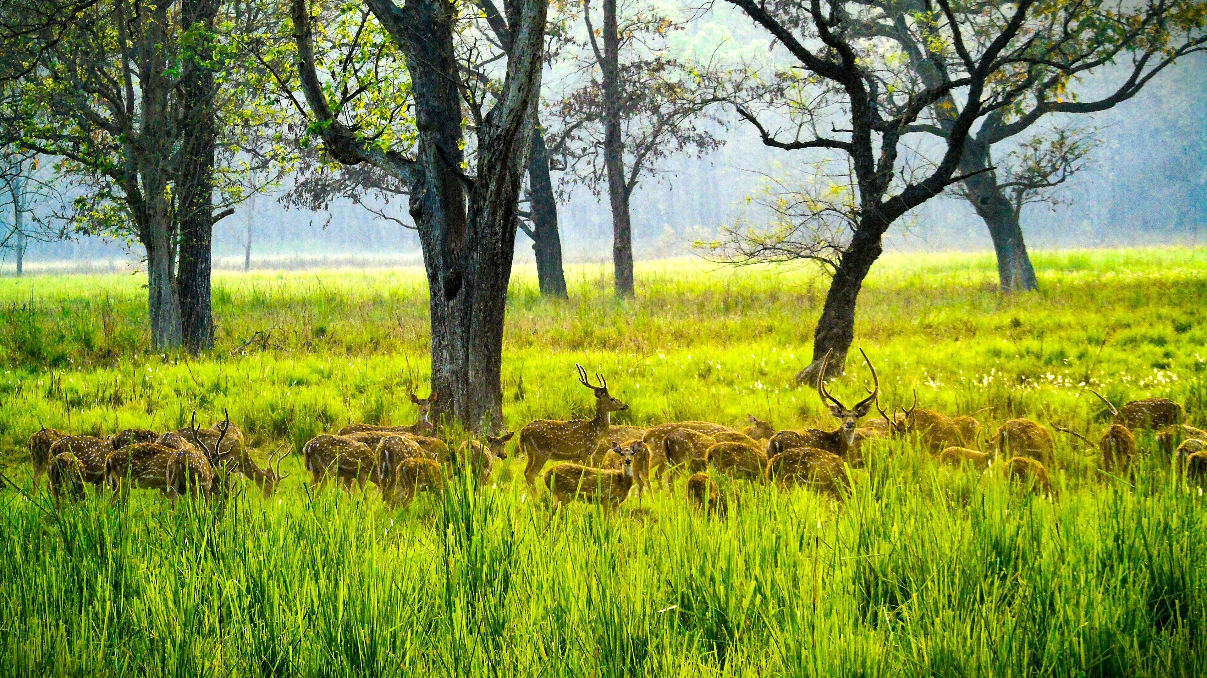 Safari