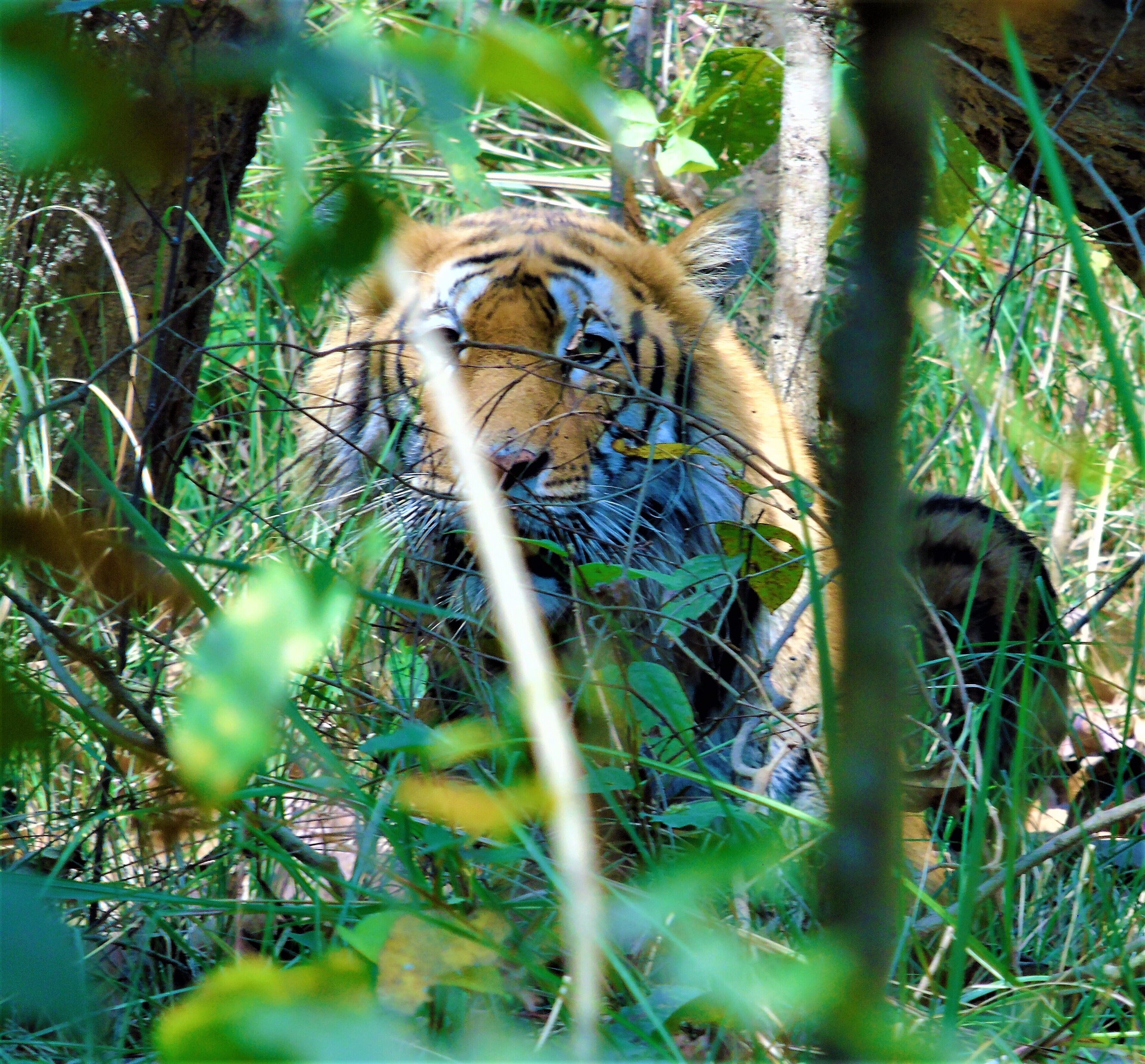 A tiger partially obscured by foliage in a natural setting.